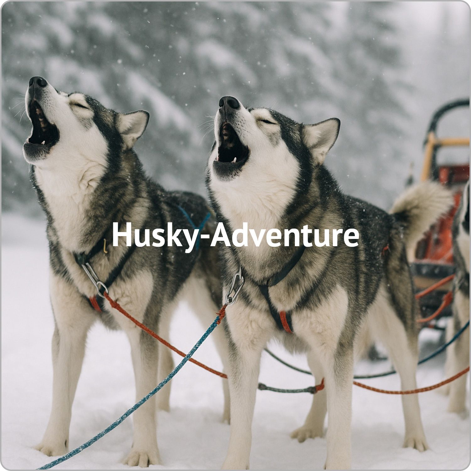 Bild für Husky-Paketgutscheine im I AM HOTELS Bed & Breakfast Leoben