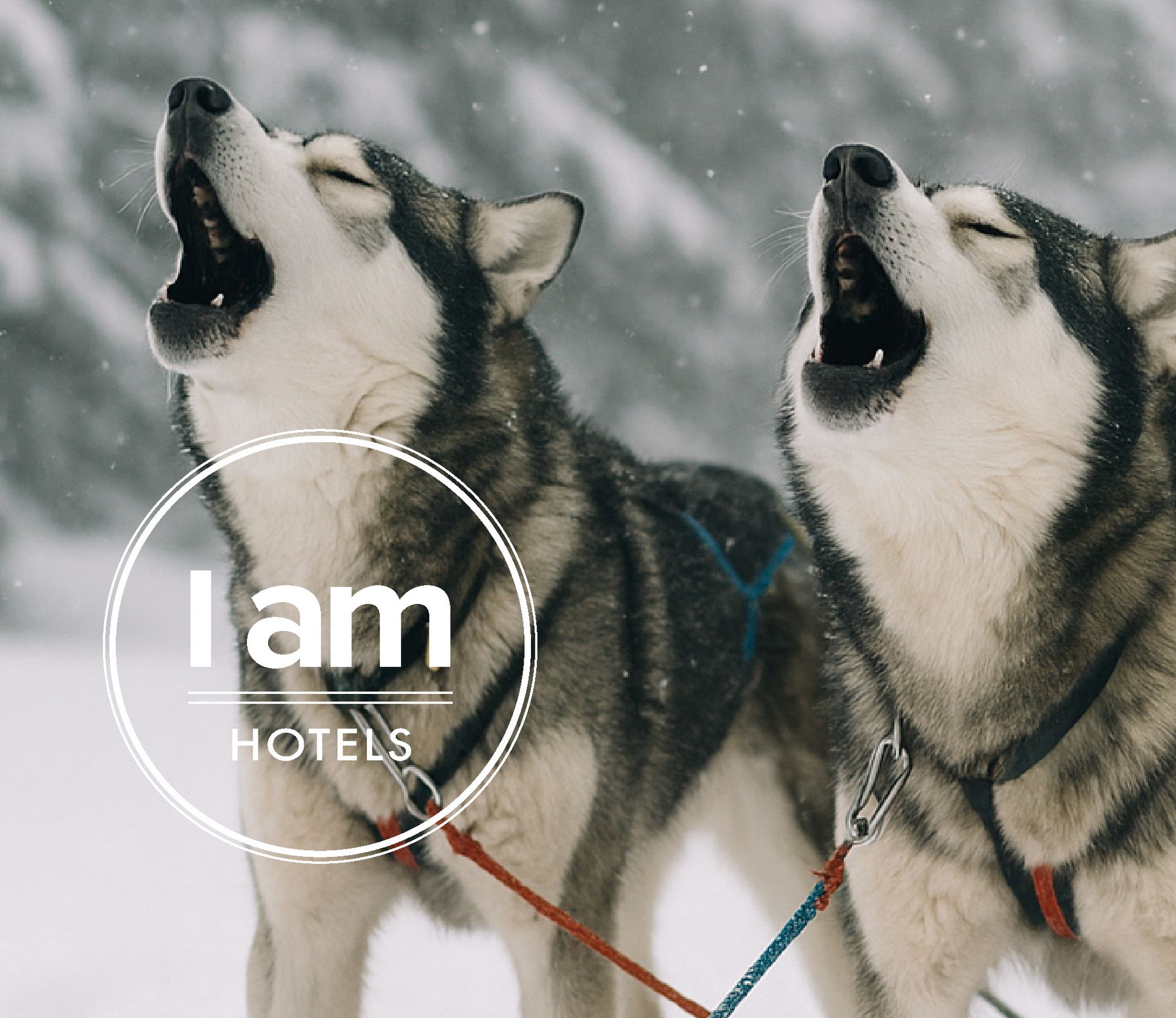Werbebild mit 2 jaulenden Huskys und der Marke I AM HOTELS