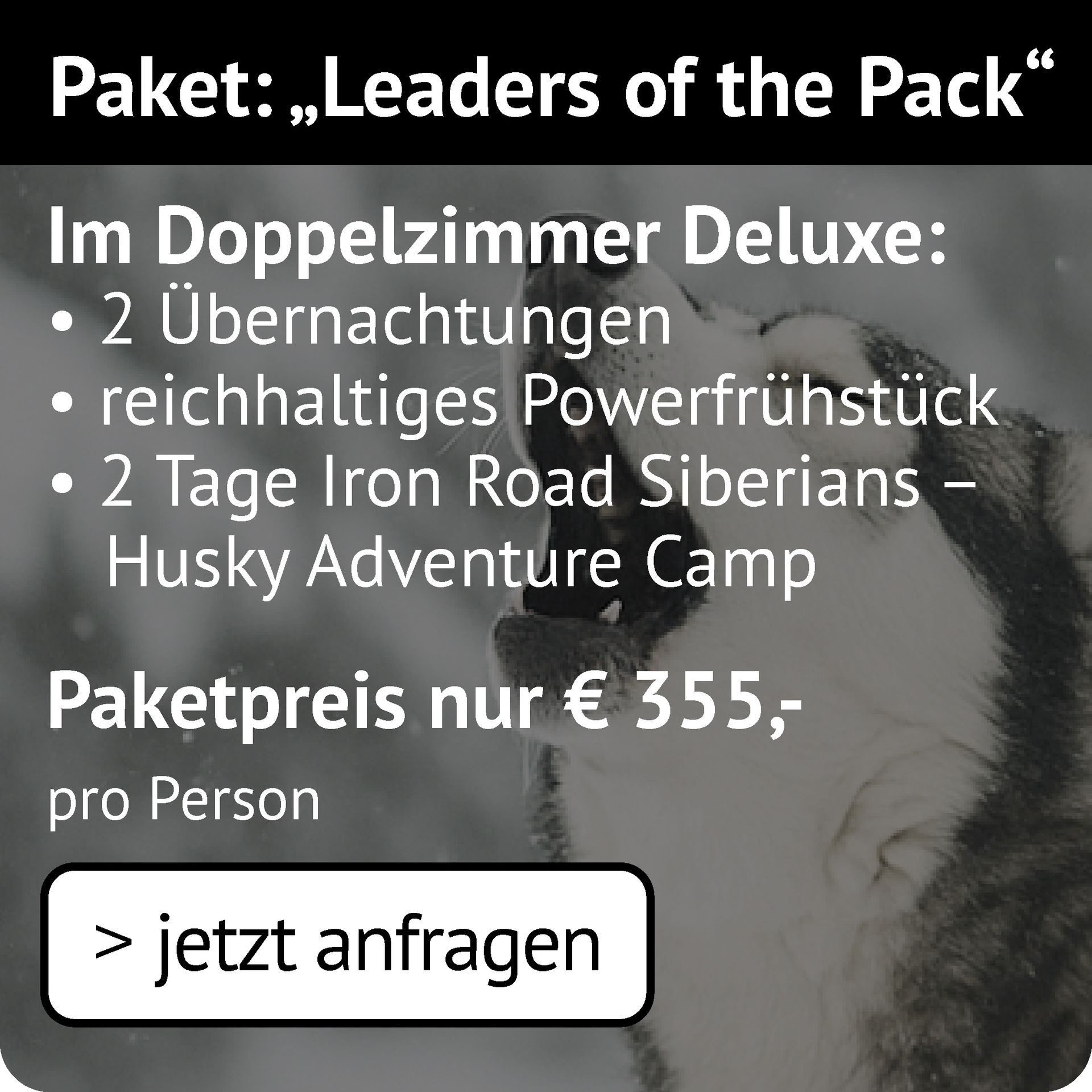 Leaders of the Pack im DZ Deluxe: 2 Übernachtungen, Powerfrühstück, 2 Tage Iron Road Siberians Husky Adventure Camp 355€ p.P.