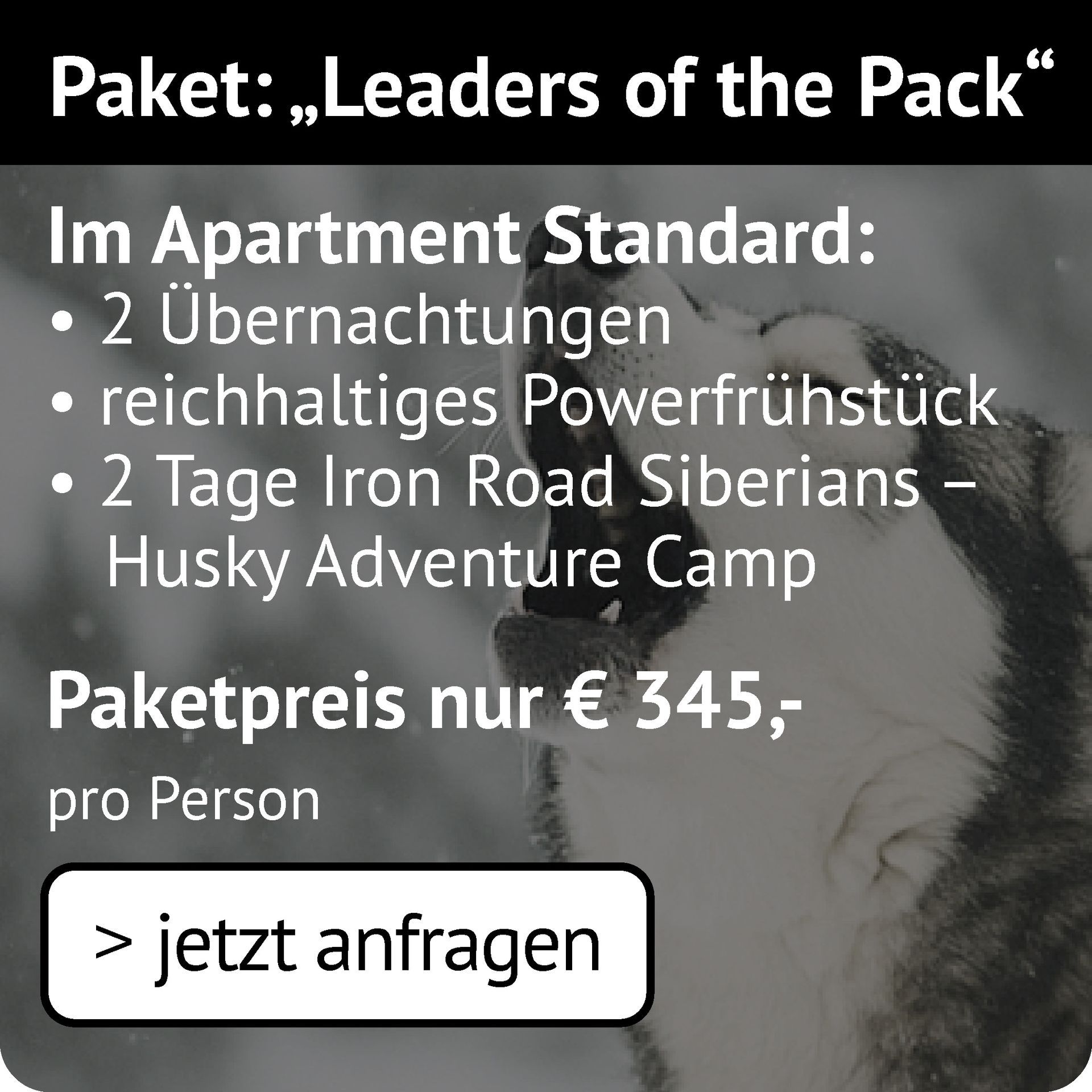 Leaders of the Pack im Apartment: 2 Übernachtungen, Powerfrühstück, 2 Tage Iron Road Siberians Husky Adventure Camp 345€ p.P.