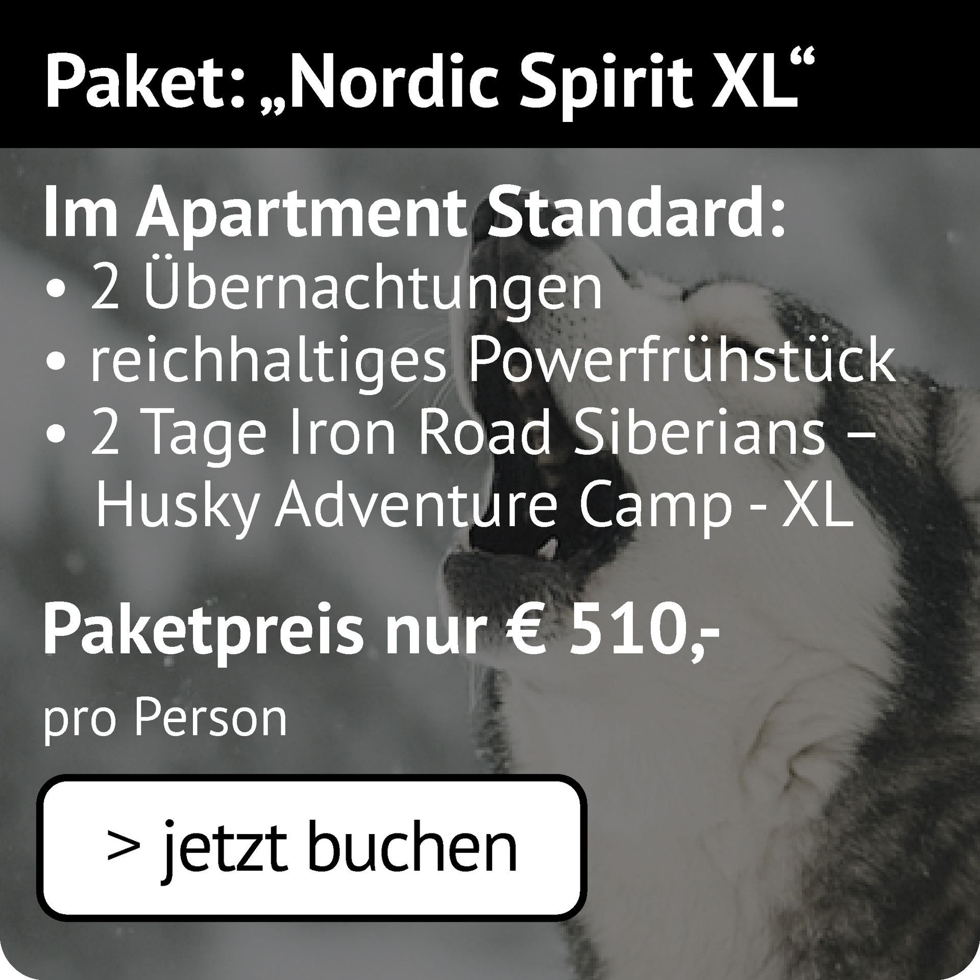 Nordic Spirit XL im Apartment: 2 Übernachtungen, Powerfrühstück, 2 Tage Iron Road Siberians Husky Adventure Camp XL 510€ p.P.