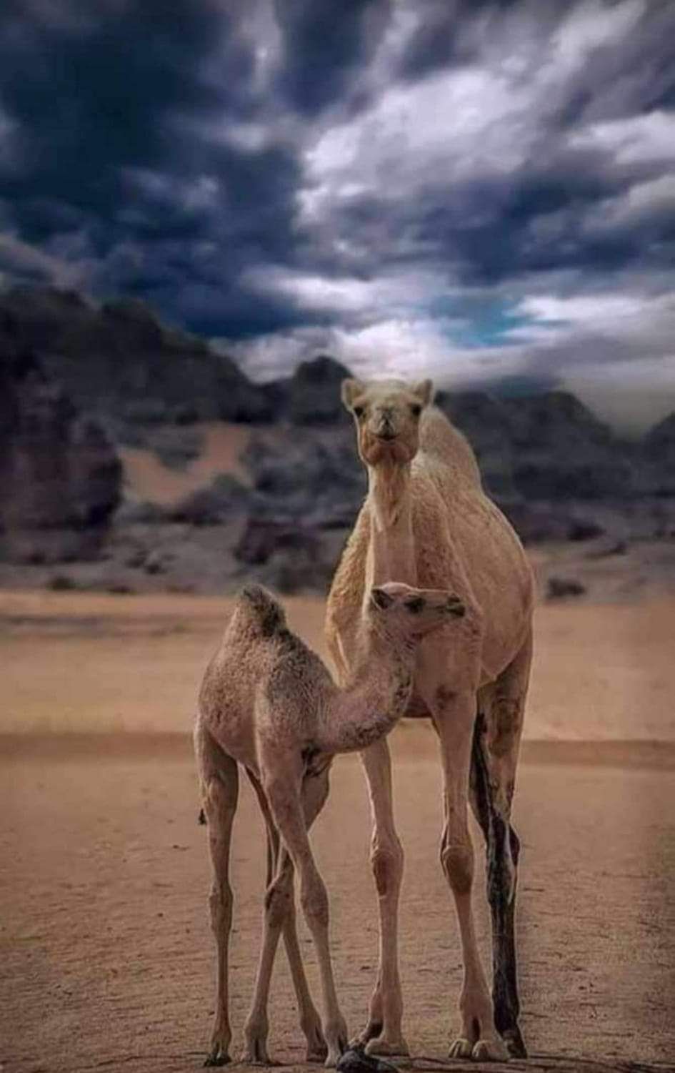 Wadi Rum Glamping Experience image