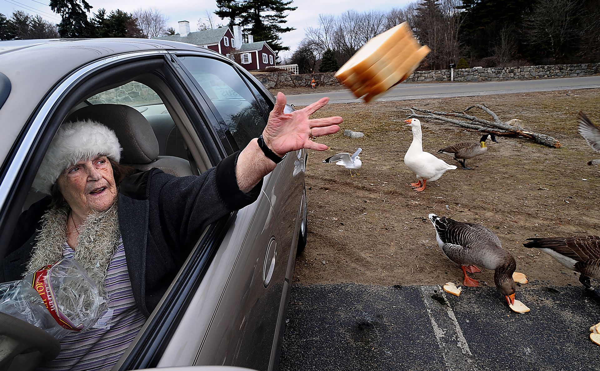 Palma Philips, 86, of Waltham, tosses bread for the birds at Hager Pond on Route 20 in Marlborough. Philips, a popular bird feeding area in the Wayside Country Store, March 12, 2020.