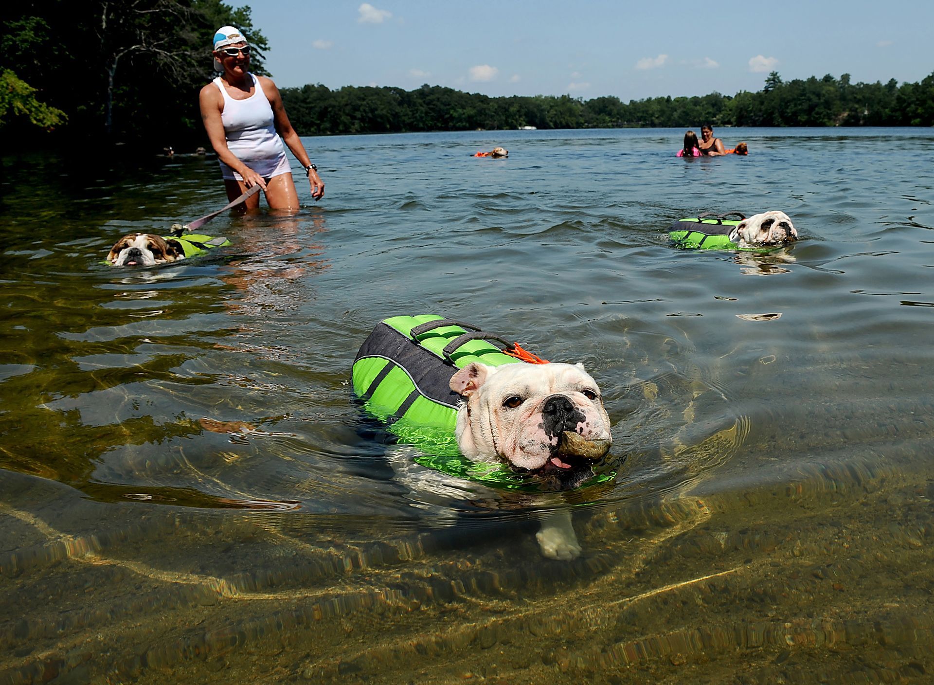 Nancy DeRoma of Natick takes her English bulldogs Gina, front, Lenny, left, and Norman for a walk in Natick's Dug Pond, Aug. 20, 2013.