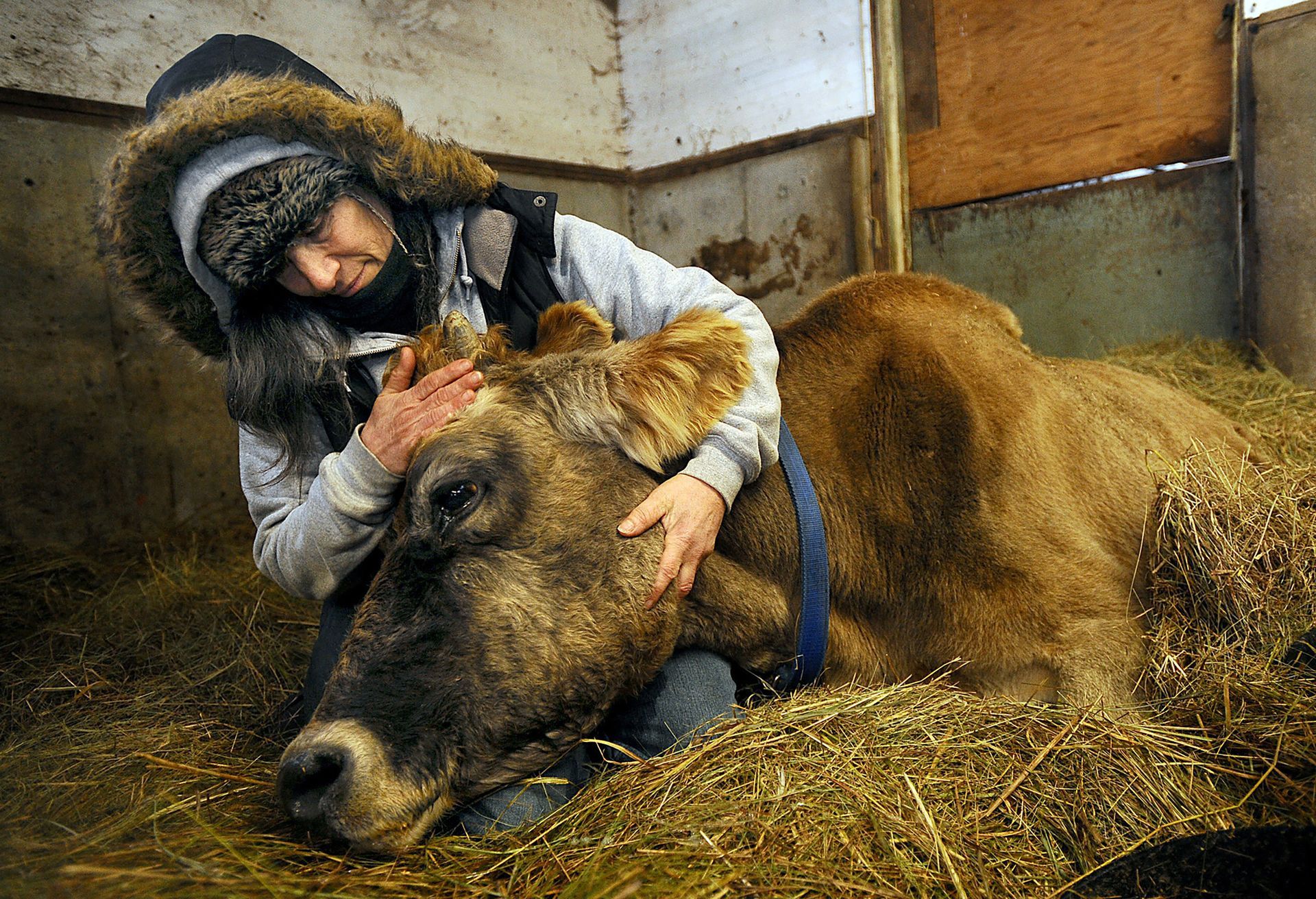 Georgette Jowdy, a worker at Eastleigh Farm in Framingham, cradles her beloved 22-year-old Jersey cow Peaches before the cow was euthanized by a veterinarian, Feb. 8, 2013.