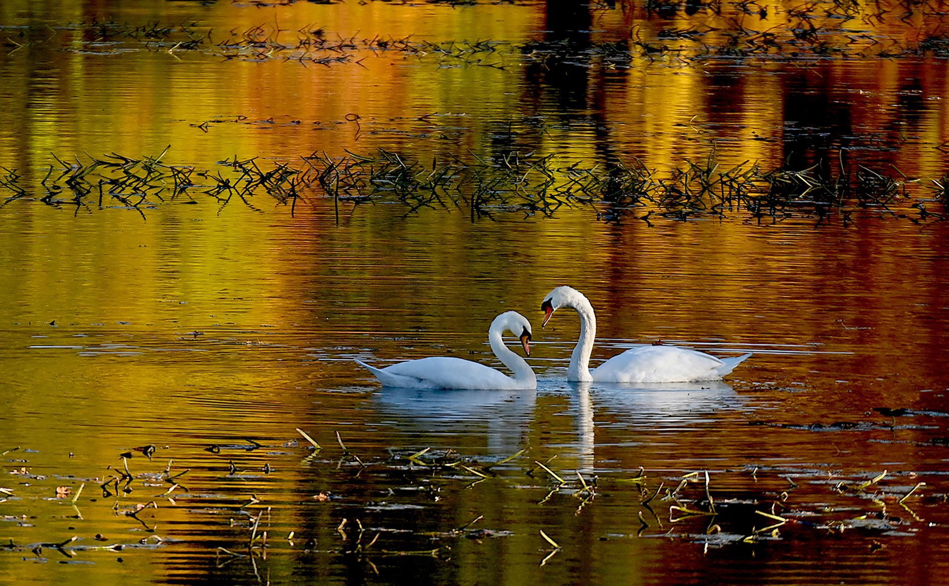 A swan and its mate form a heart as they pause from foraging for food amidst foliage reflected in the still waters of Fiske Pond in Natick, Oct. 21, 2022.