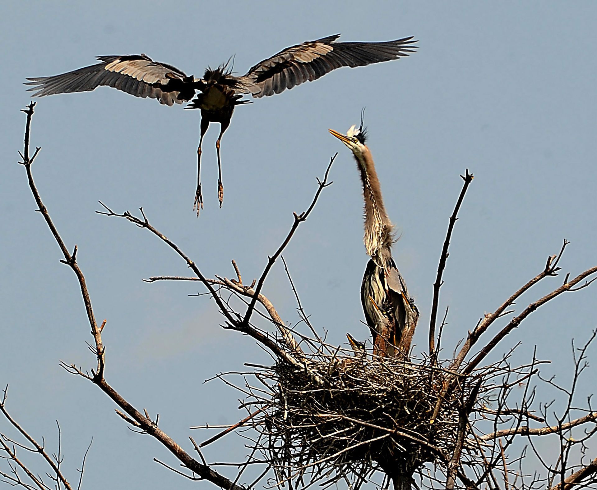 An adult great blue heron comes in for a landing in a nest in a marshy area off Rte. 16 in Sherborn as the rest of the family watch in May, 2013.