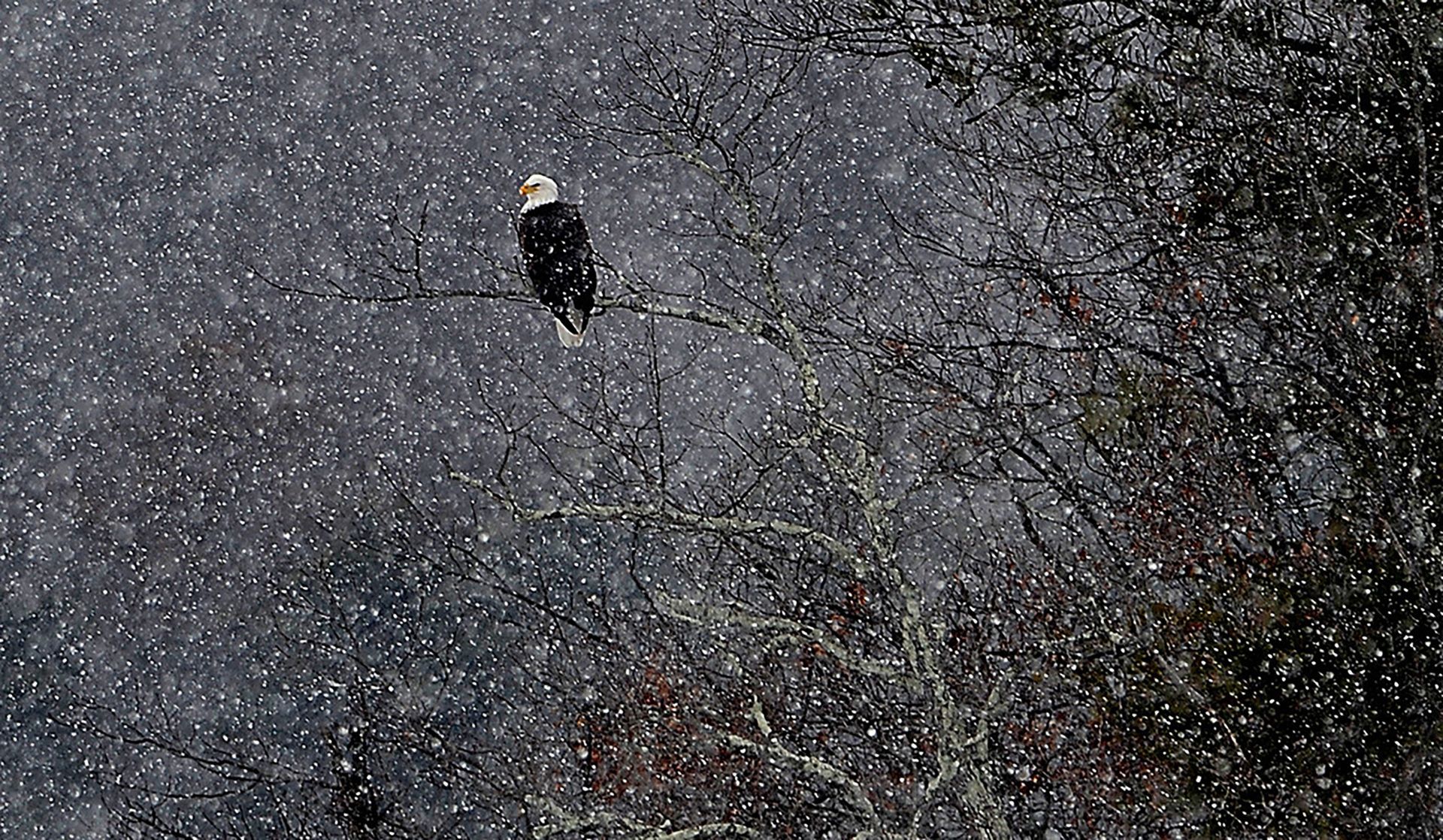 An American bald eagle perches on a branch as snow falls at Hopkinton State Park on Wednesday, February 10 2016.