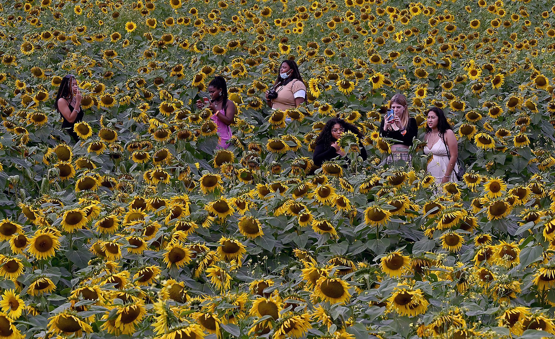 A group of students from Dana Hall in Wellesley explore an enormous sunflower field at Hanson's Farm in Framingham, Oct. 15, 2021.