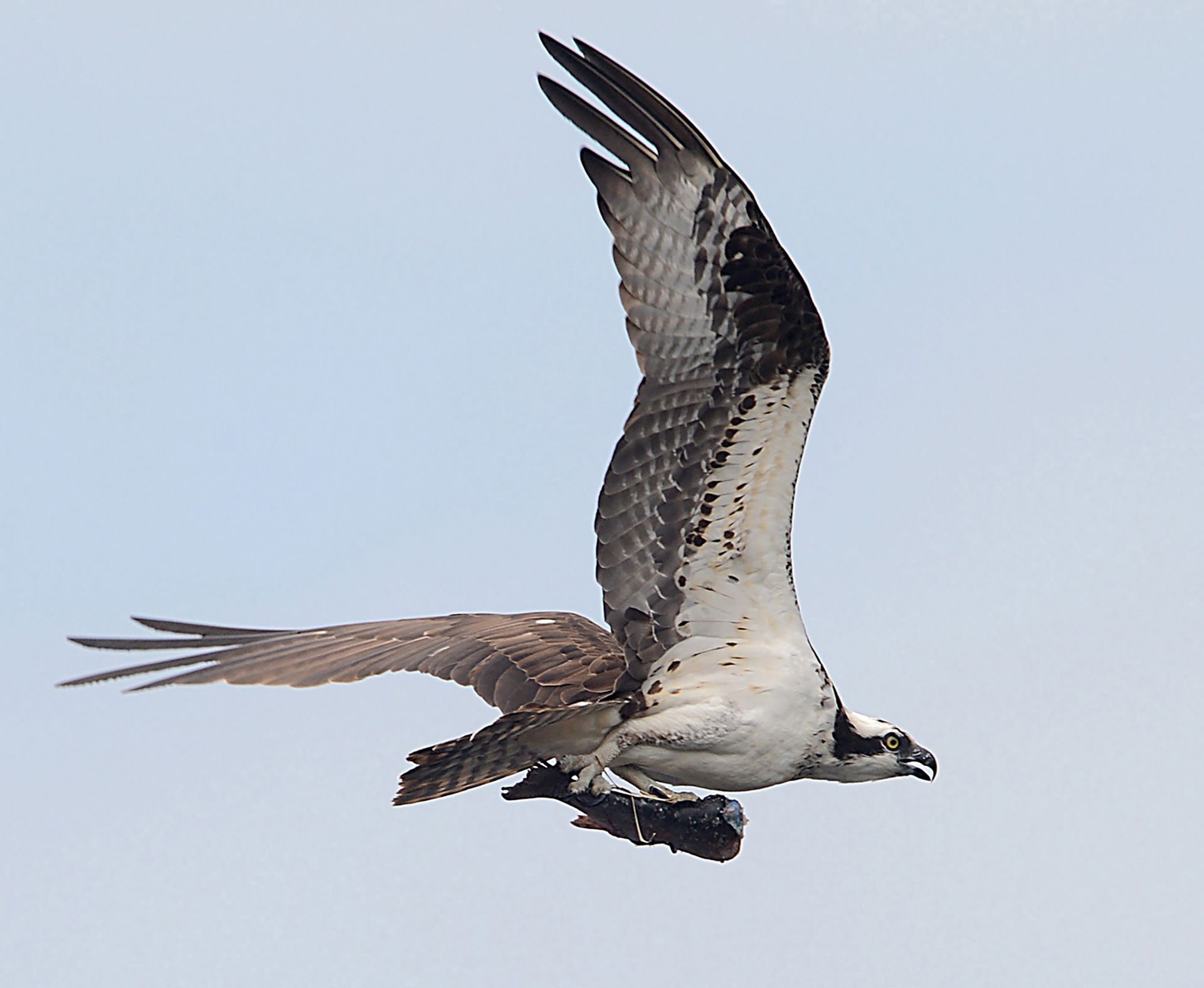 An adult osprey carries a fish plucked from the Waseeka Wildlife Sanctuary pond, a Mass Audubon property on the Hopkinton/Holliston line, July 12, 2013.