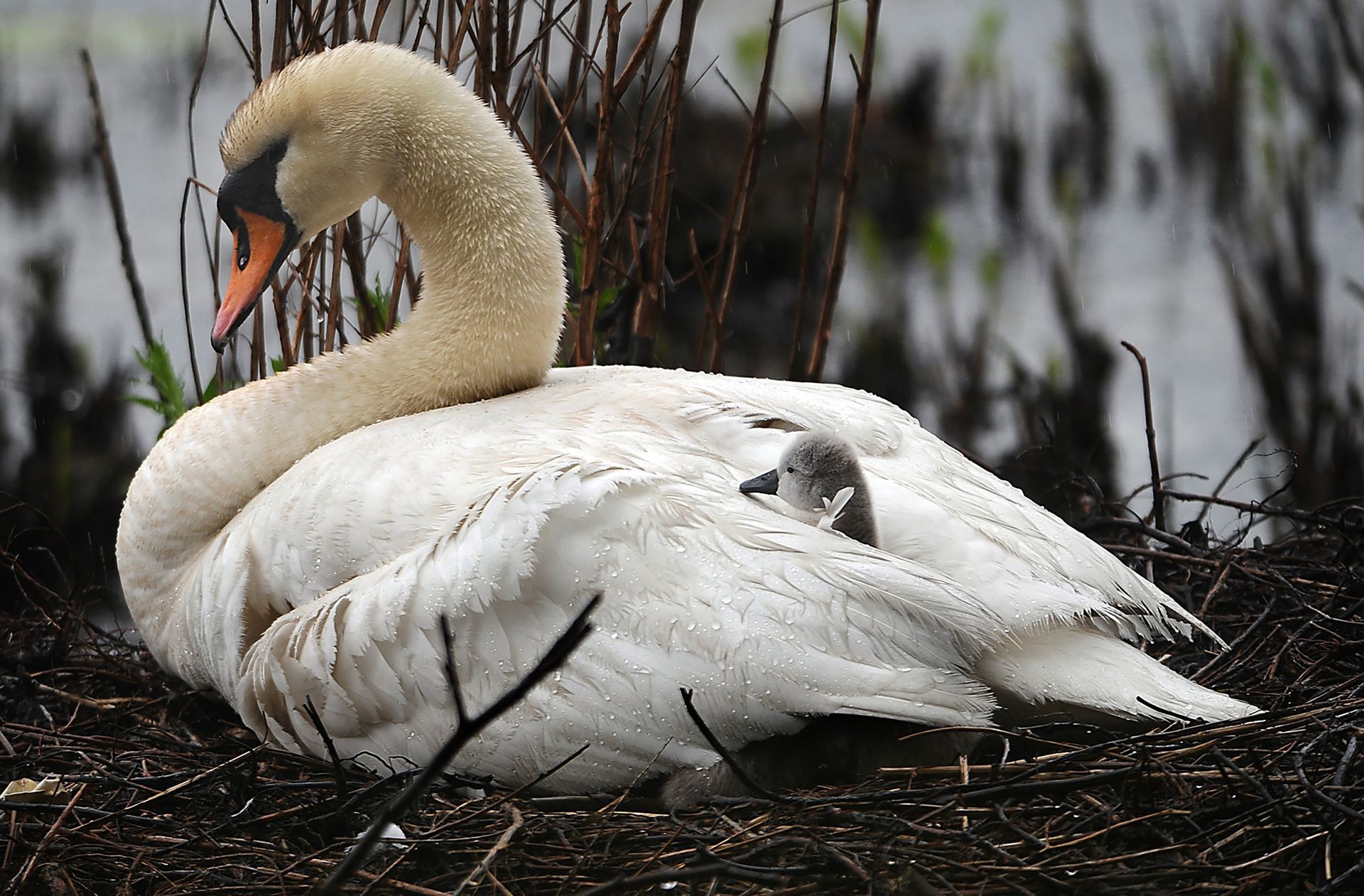 A cygnet pokes its head through the feathers of the mother swan as the other six stay dry underneath in their nest on Farm Pond in Framingham May 9, 2013.