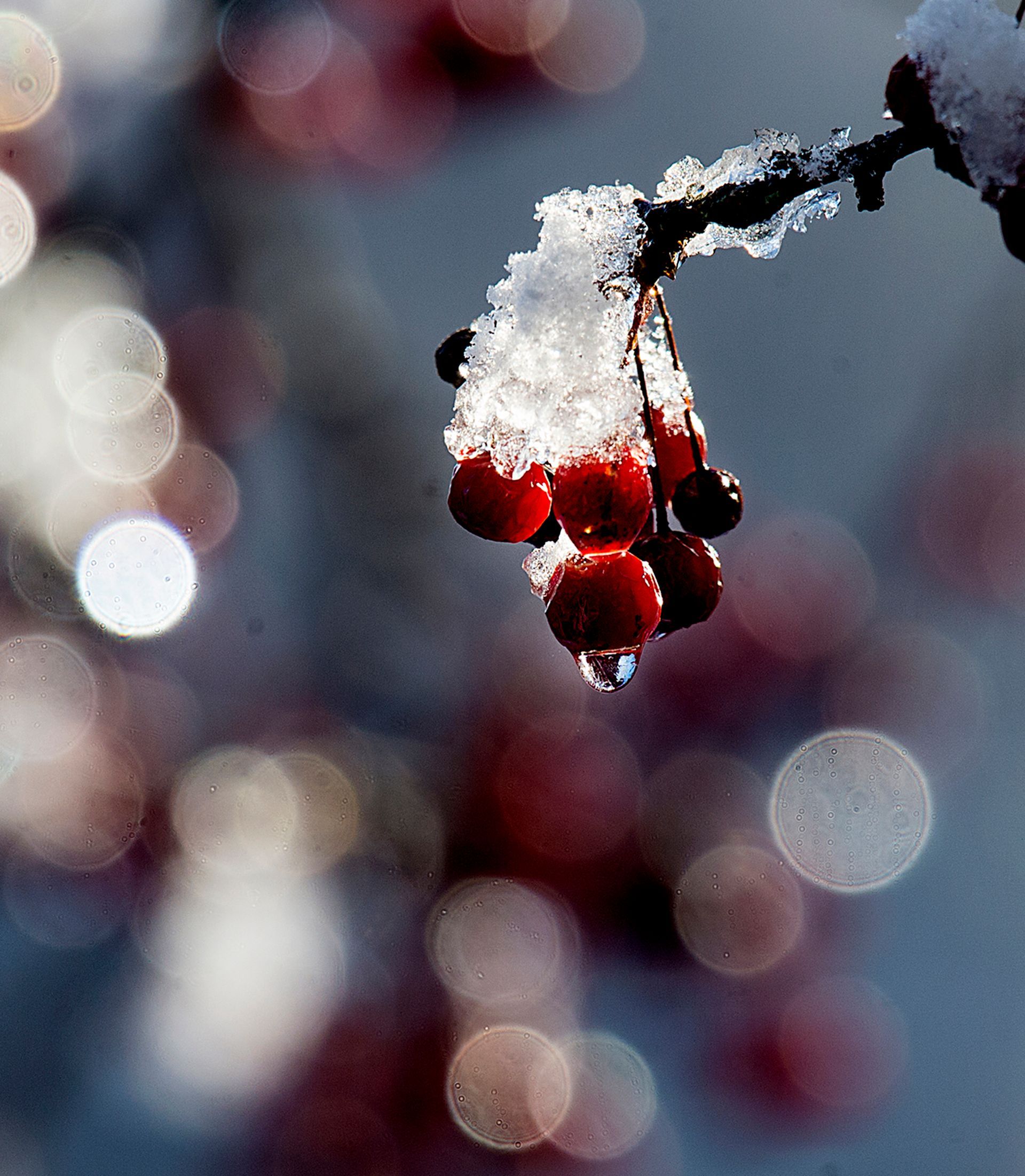 The sun melts snow on berries in South Natick Wednesday, December 11, 2019 following an overnight snowstorm.