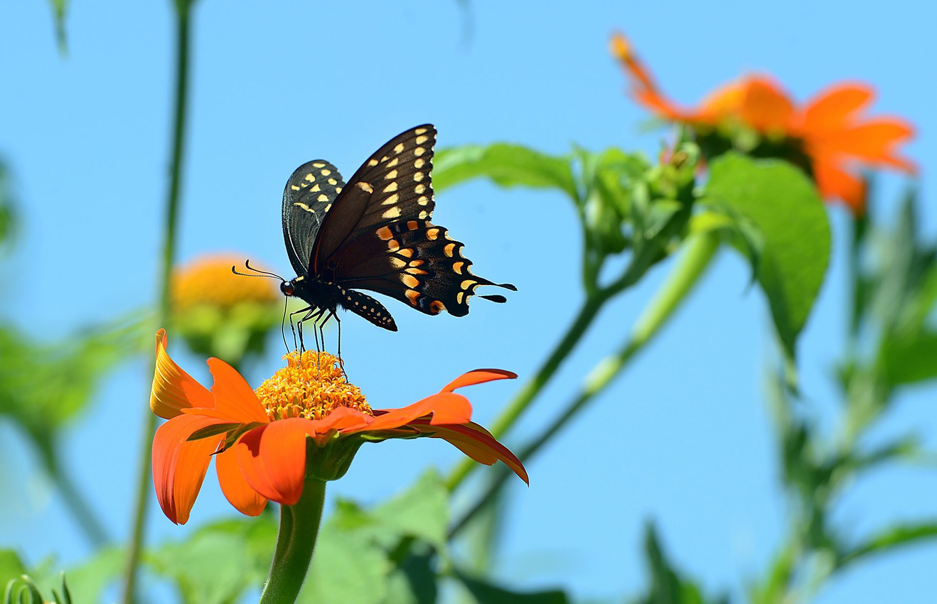A swallowtail butterfly lands on a flower in a flower and herb field at Heirloom Harvest Community Farm in Westborough, Aug. 3, 2016.