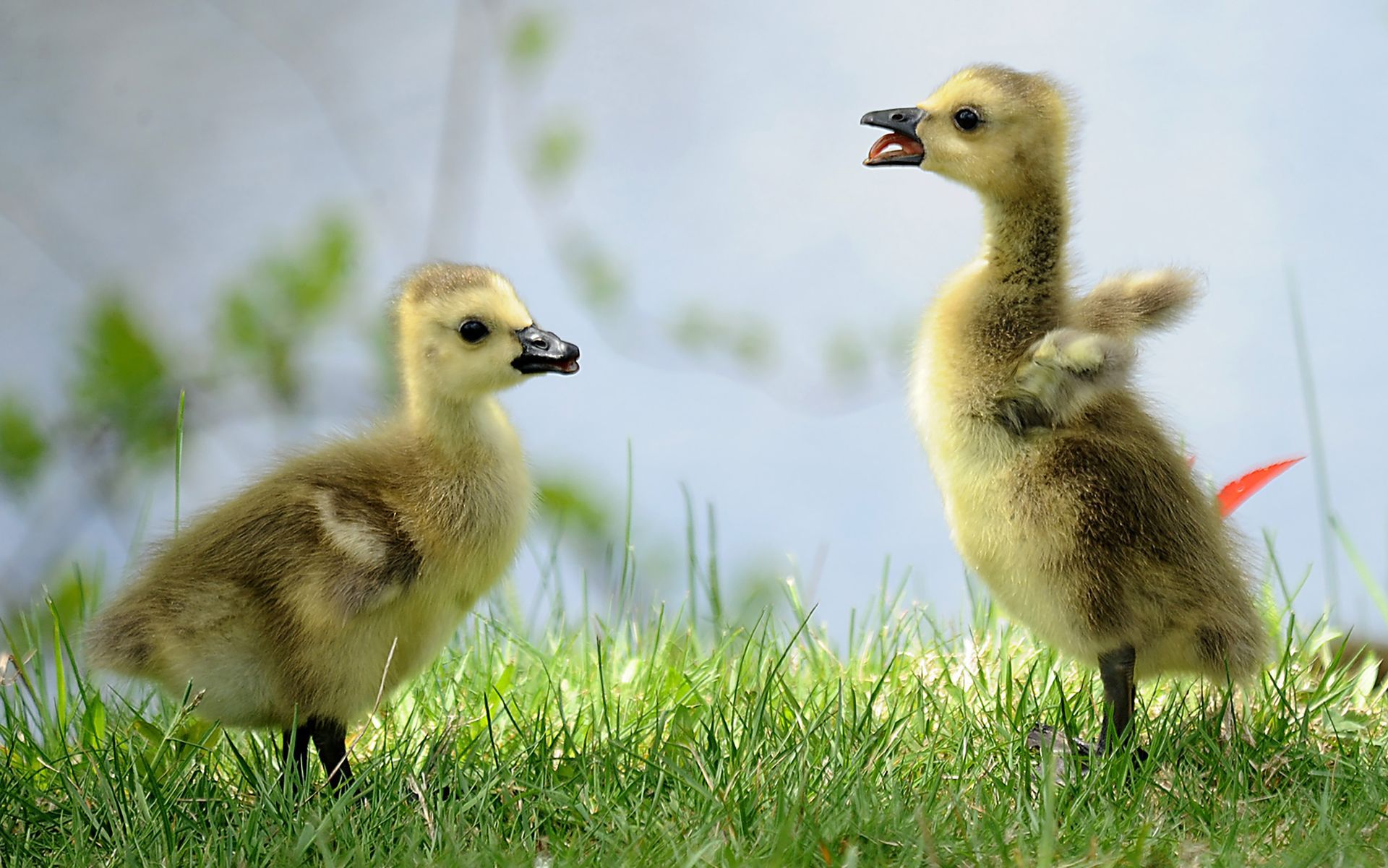 A gosling flaps its tiny wings and sticks out its tongue in the direction of a sibling at Hopedale Pond Wednesday, May 9, 2018.