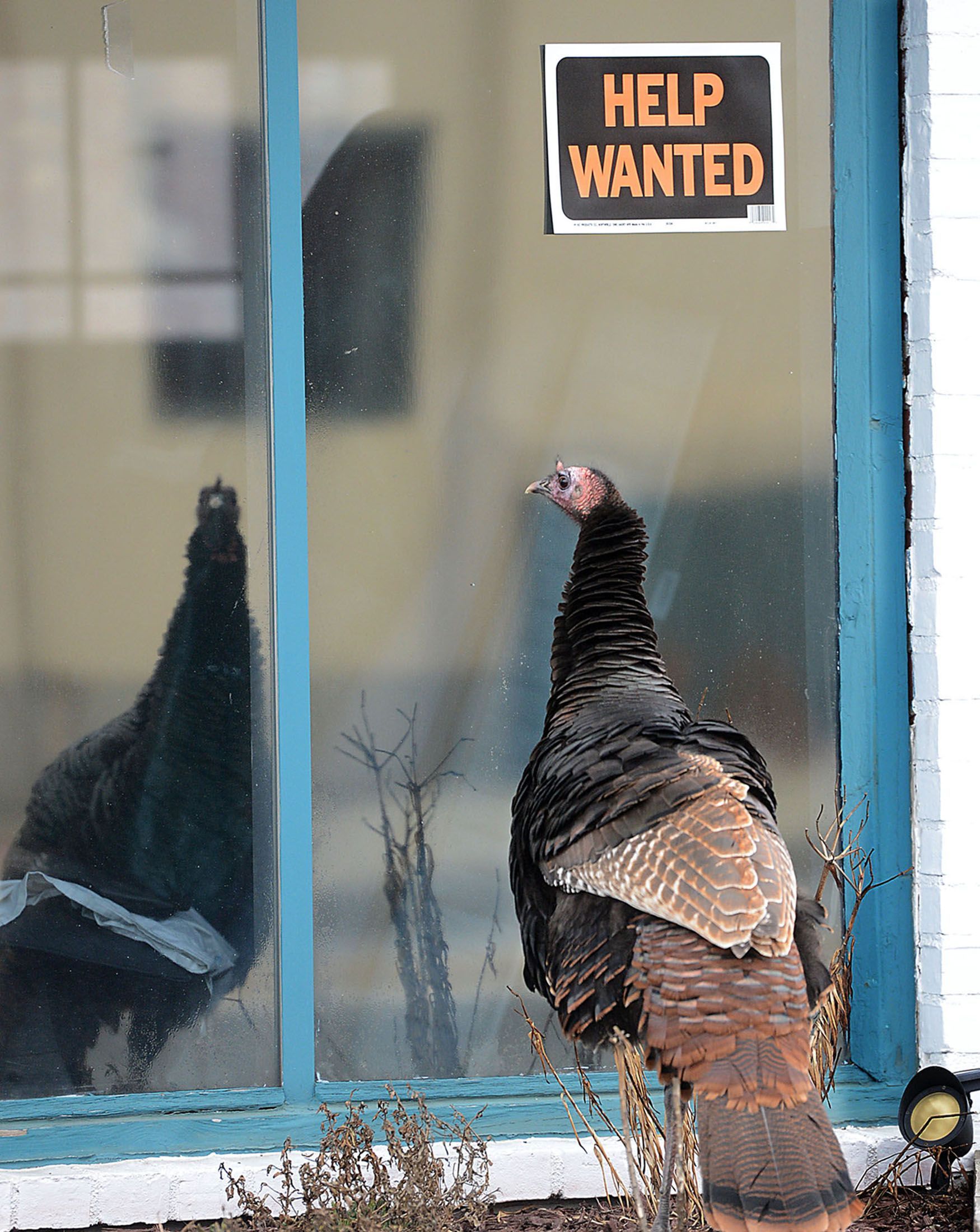 A wild turkey appears to peer inside DiCicco's Auto Body at 18 South Ave. in Natick, where a help wanted sign is posted, on January 8, 2016. The roving turkey had taken up residence in the downtown area.