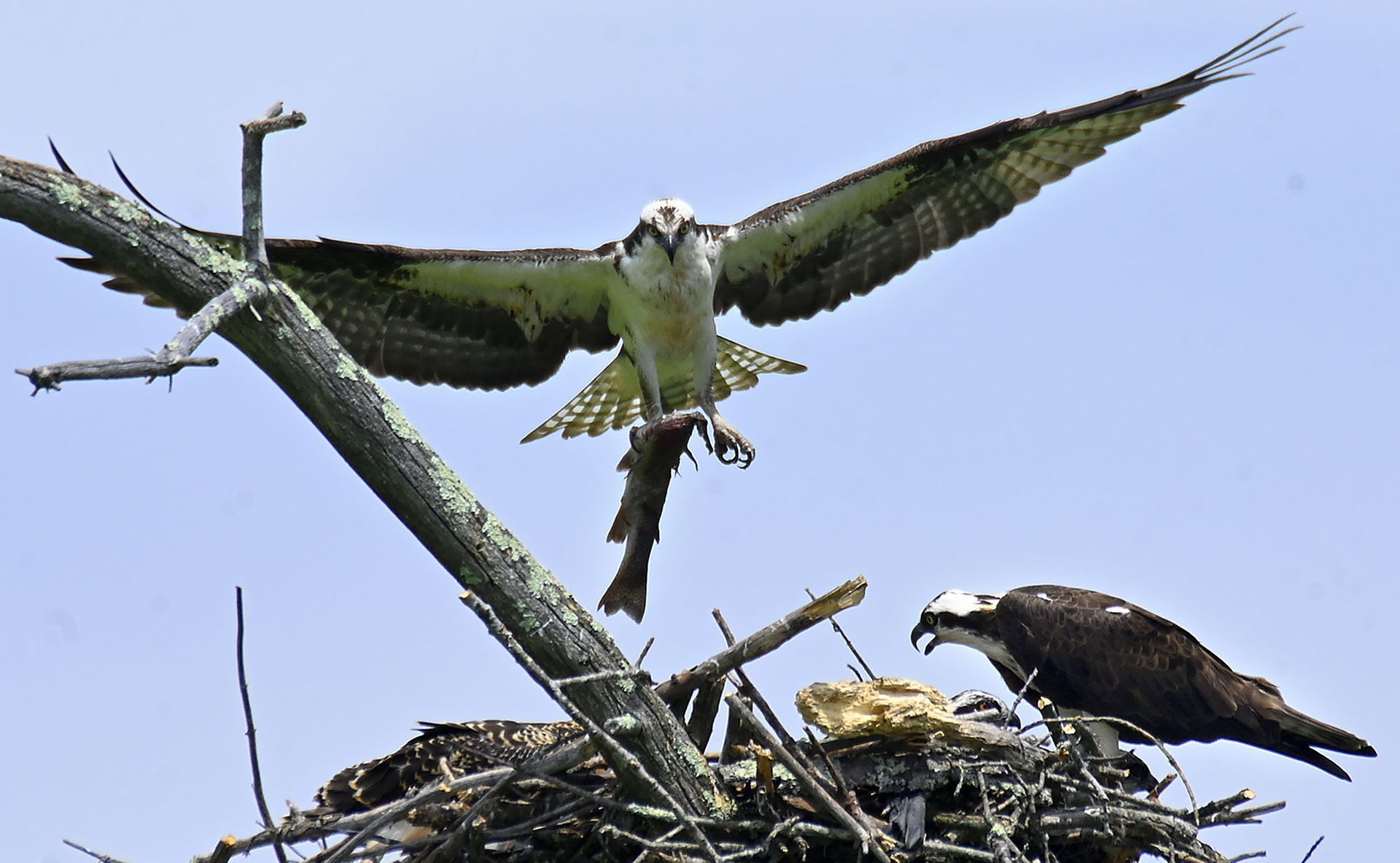 An osprey drops a fish into the nest atop a dead tree at the Mass Audubon Waseeka Wildlife Sanctuary in Hopkinton Wednesday, July 17.