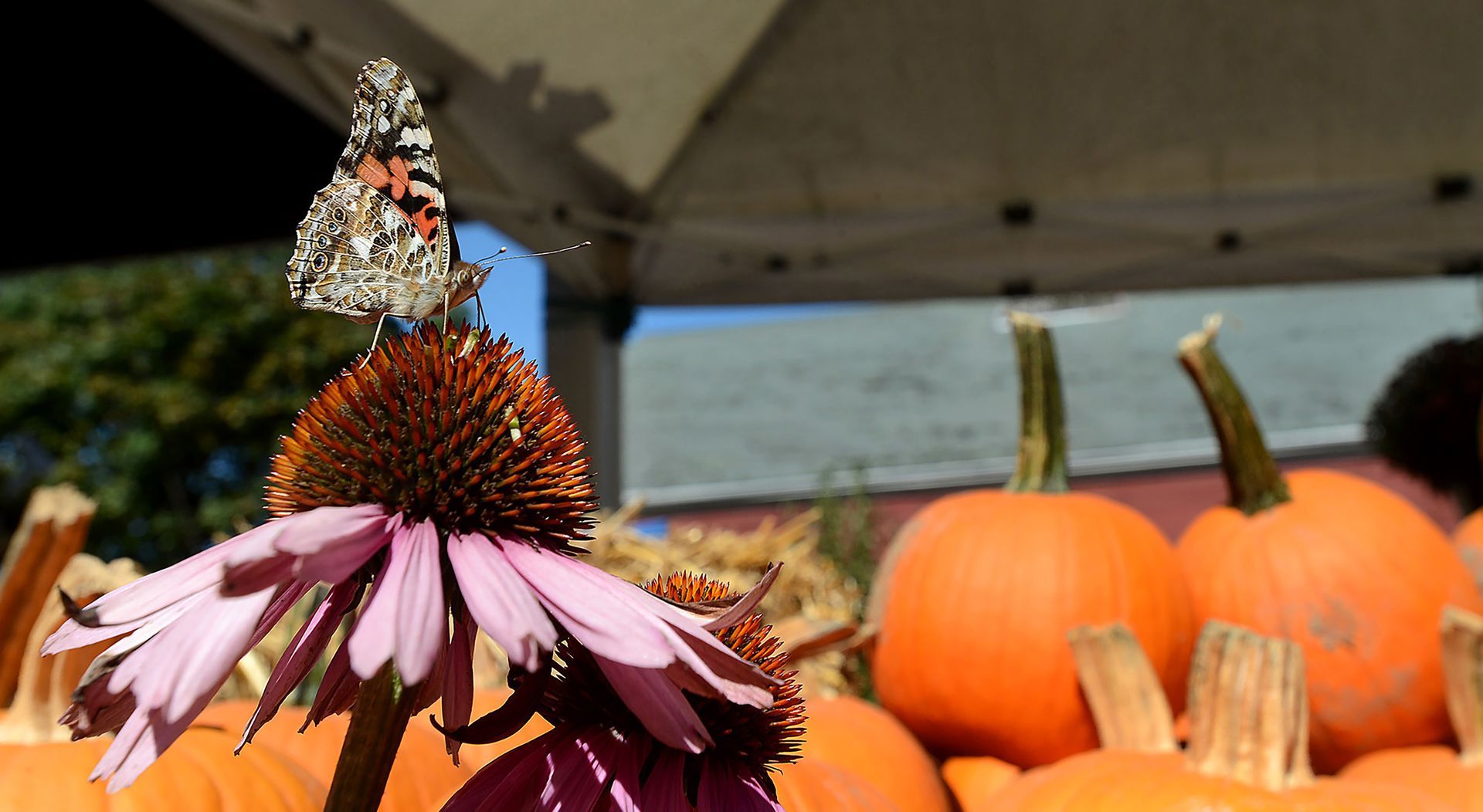 A butterfly feasts on an Echinacea flower, commonly known as a purple coneflower, near pumpkins for at Stone Tavern Farm in Sudbury, Oct. 3, 2017.