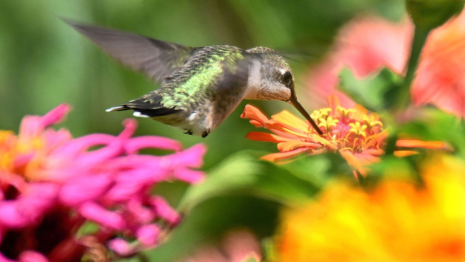 A hummingbird feasts on zinnia flowers at Hanson's Farm in Framingham August 27 2019.
