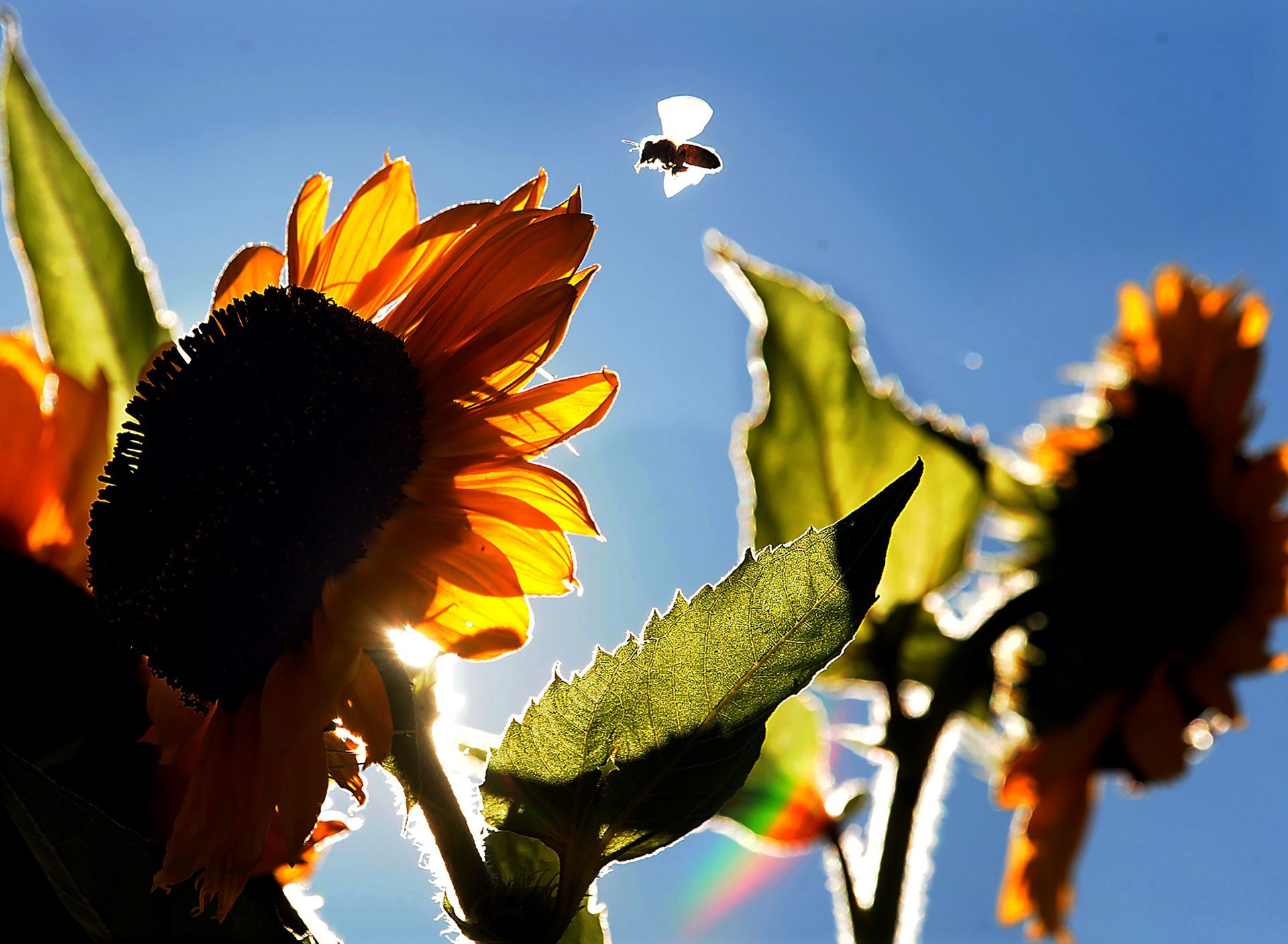 A bee buzzes around sunflowers in a new garden behind the Center School in Hopkinton, Sept. 11, 2012.