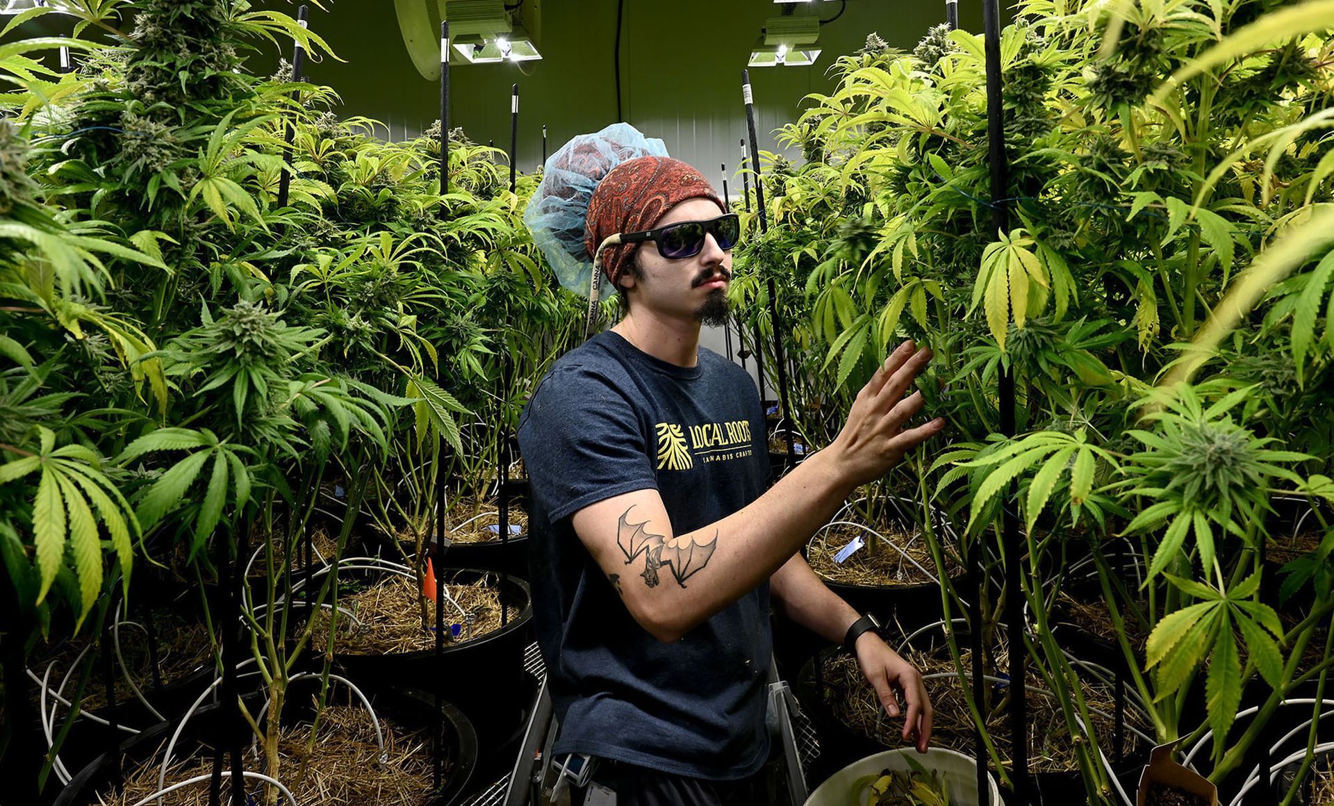 Cannabis cultivating technician Jake Coutinho removes excess fan leaves from different strains of cannabis in a flowering room at Local Roots Organic Cannabis in Framingham, Oct. 8, 2021.