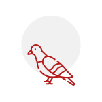 bird-icon