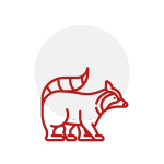 raccoon-Icon