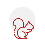 squirrel-icon