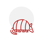 armadillo-Icon
