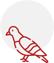 bird-Icon