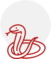 snake-Icon