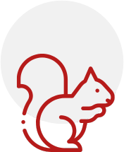 squirrel-Icon