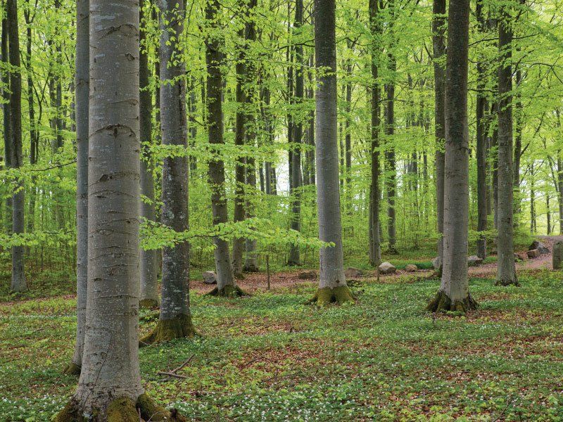 Beech Log Forest