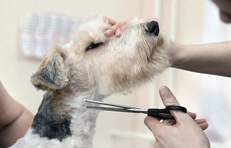 Ear cleaning and facials for dogs