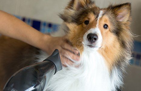 a memorable grooming experience for dogs of all breeds