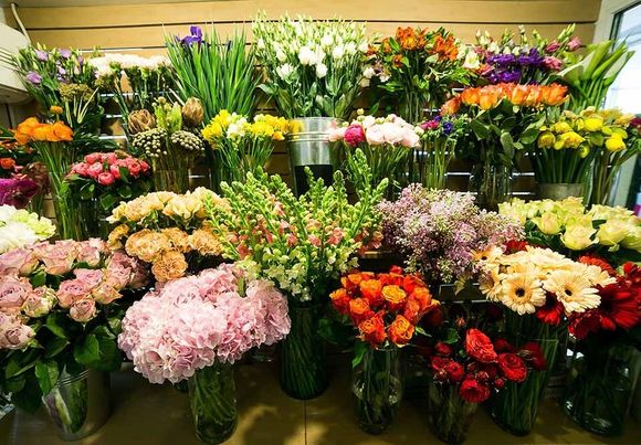vasi di fiori in esposizione
