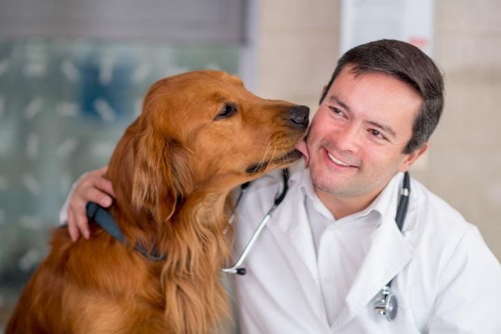 Medici veterinari, Piccoli animali