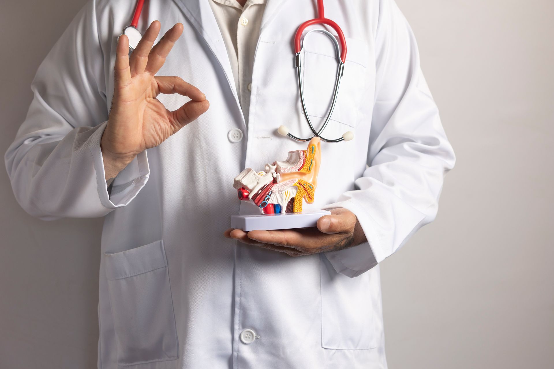 Doctor holding anatomical model of human ear and gesturing ok.