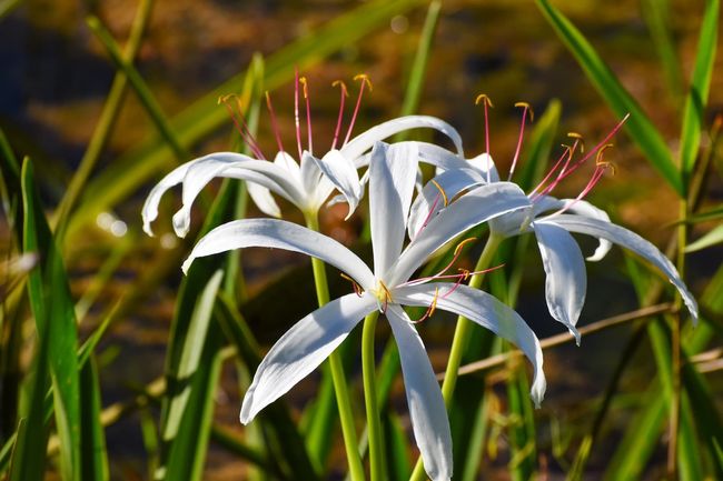 White spider lilies with thin, arching petals and long reddish stamens blooming amidst green grass.