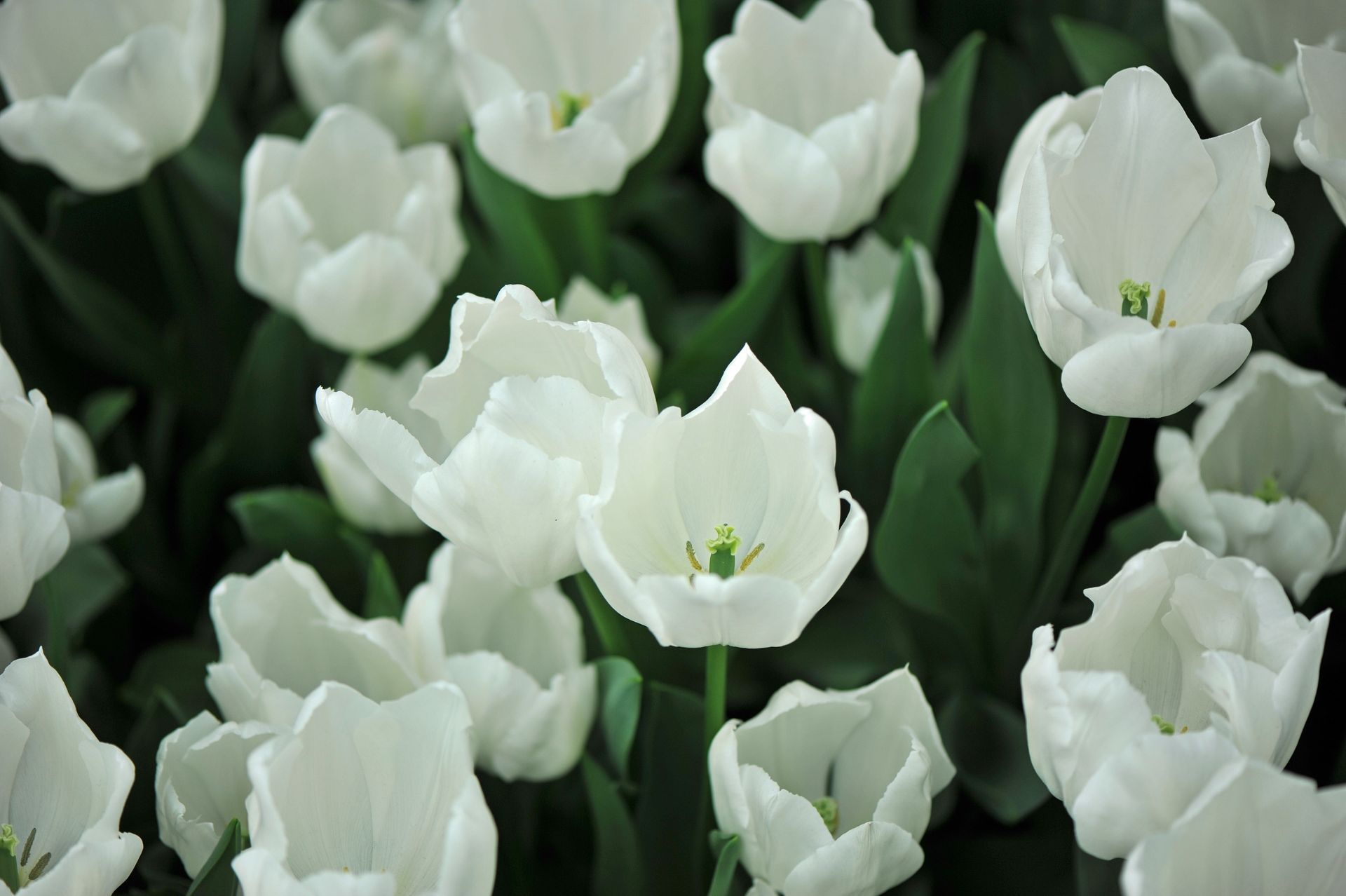 A close-up view of numerous white tulips in full bloom with green leaves visible underneath.