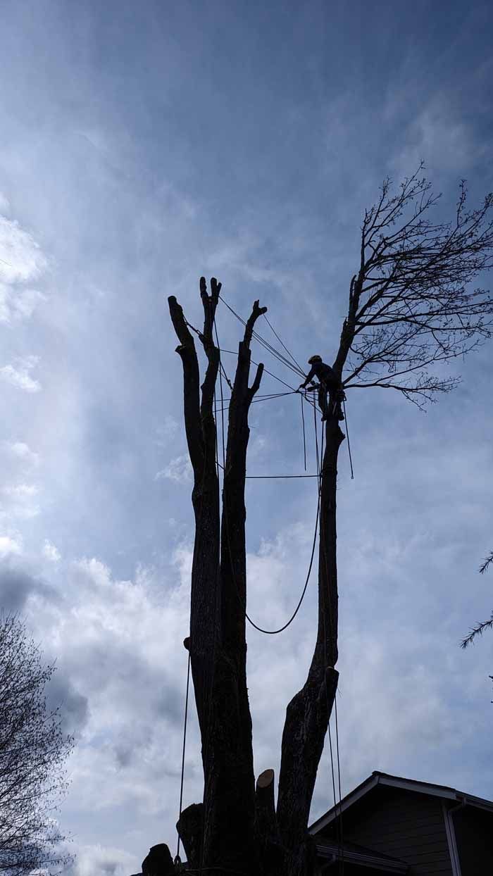 Tree being trimmed by a worker high in the branches, against a cloudy sky.