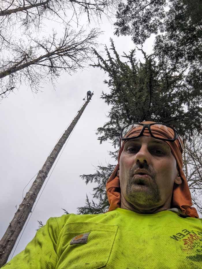Man in safety gear with a tree climber high up a tall tree on a cloudy day.