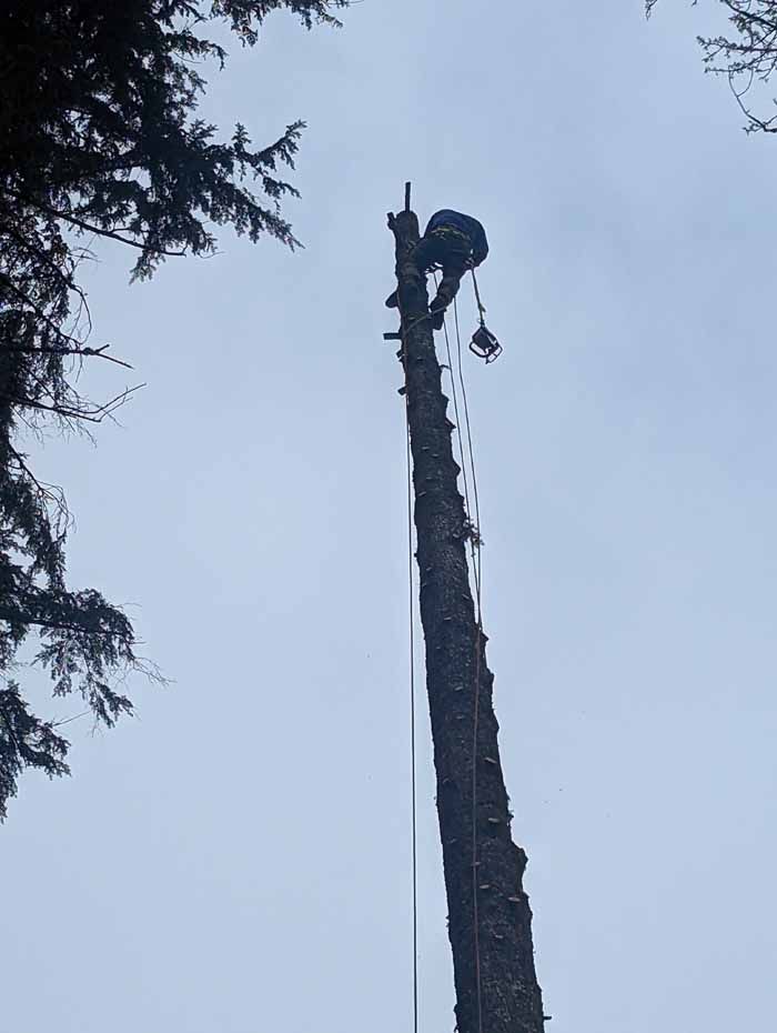 A tree worker high up a tall tree, cutting it down. Gray sky and tree branches surround.