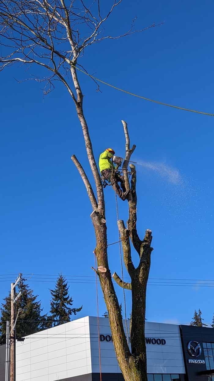 Arborist in a tree, sawing branches with a chainsaw; bright blue sky.