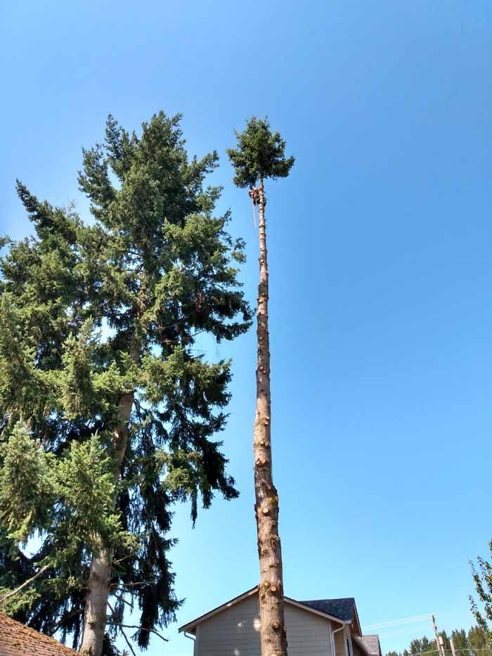 A tall tree being trimmed, with a person at the top; clear blue sky; next to a house.