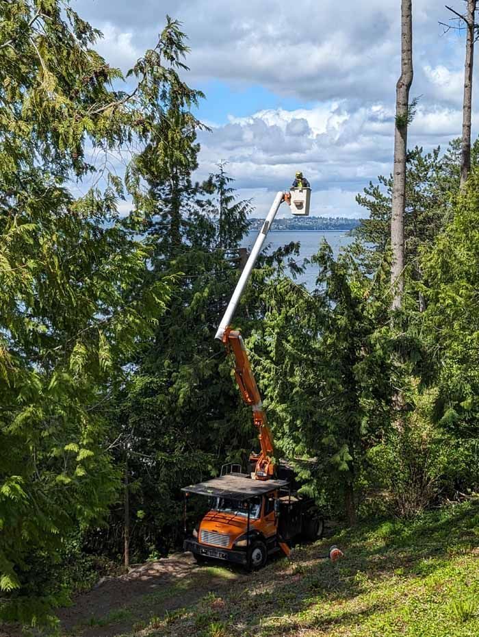 Orange tree trimming machine with a worker in the basket, surrounded by trees, with a water view.