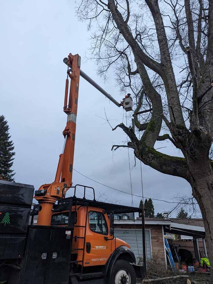 An arborist in a lift truck trims a large tree with bare branches. Orange truck, gray sky.