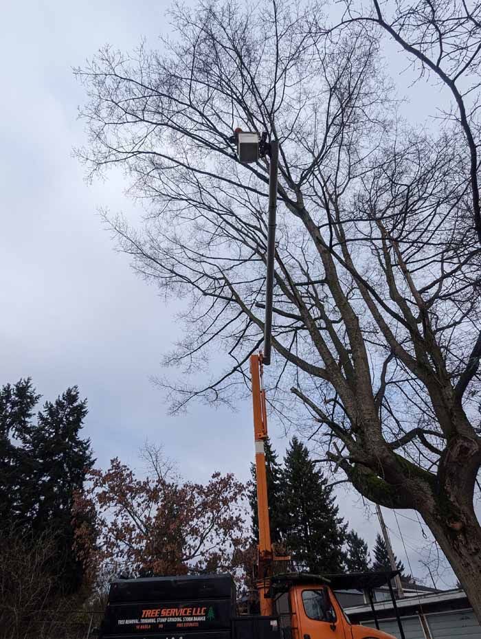 An orange truck with a lift arm reaching toward a tree, likely for tree trimming. Overcast sky.