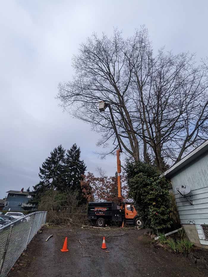 A tree being trimmed by a worker in a cherry picker truck on a cloudy day.
