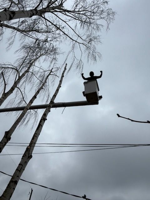 Person in a bucket lift trims a tall tree against a cloudy sky.