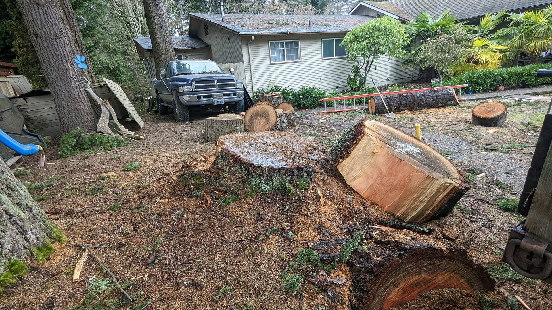 Truck parked near a house with stumps and cut logs; tree-cutting work in progress.